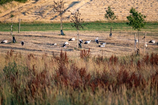 Many white storks ( Ciconia ciconia ) gather in a green meadow towards evening and preen themselves