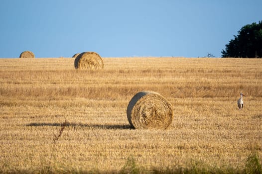 A stork ( Ciconiidae ) stands on a harvested field with hay bales and blue sky