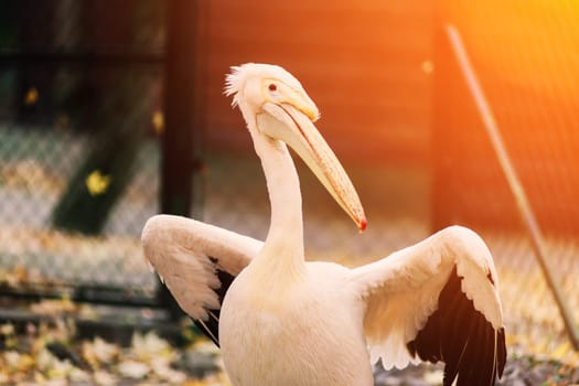 A closeup shot of a cute pelican bird near pond in the zoo