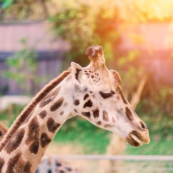 Close up portrait of a giraffe camelopardalis in nature and zoo