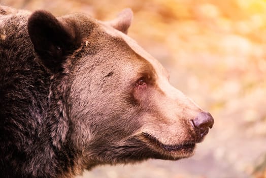 Closeup beautiful portrait of a big brown bear