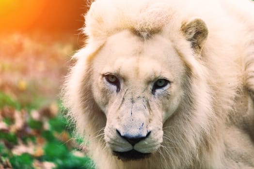 Closeup beautiful portrait of big African Lion.