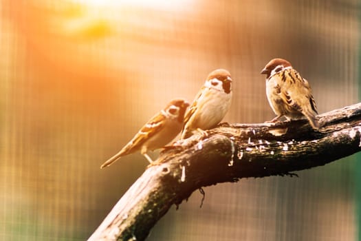 Close-up. A sparrow sits on branch. City sparrow bird