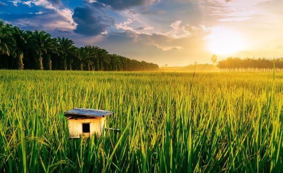 Rice field with hut bird in color of sunset and sunbeam flare over the sun in cloud sky twilight, Green field rural countryside, Ai Generate