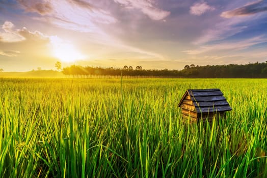 Rice field with hut bird in color of sunset and sunbeam flare over the sun in cloud sky twilight, Green field rural countryside, Ai Generate