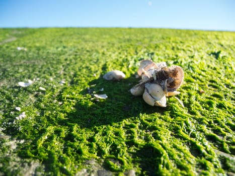 Empty mussel shells on an area of landed seaweed at the port of Carolinensiel Germany against a blue sky.