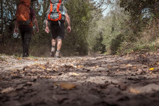 Sobrado dos Monxes, Spain, September 9th 2023: Two unrecognizable male hikers walking the Camino de Compostla or The Way through the forests of Galicia