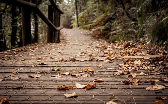 Autumn birch leafs on a wooden walkway in a forest of Galicia, Spain