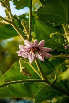 eggpant with flower in summer in Germany
