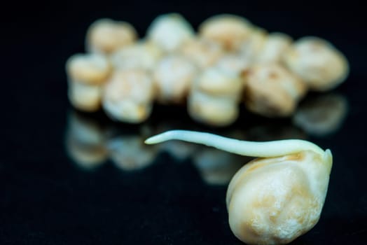 chick-pea sprout in a closeup