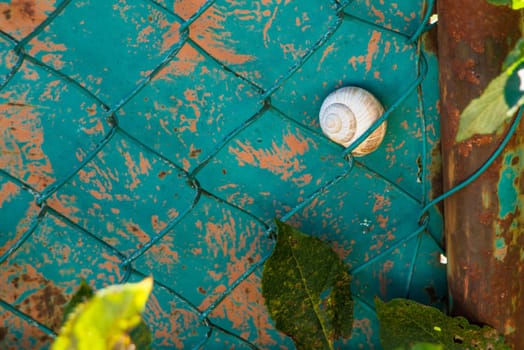 Burgundy snail shell at an old fence with blue bleached color