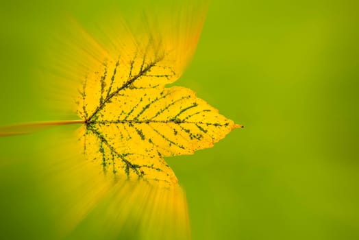 autumnal painted, blurred maple leaf on green  background