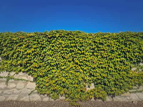 Texture of a wall growing with wild vines. Closeup green foliage on a stone masonry over blue sky background