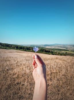 Female hand holding a blue chicory overy the idyllic rural background. Autumnal background, fall season beauty, picturesque view