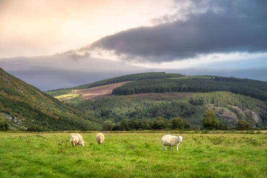 Flock of sheep grazing on green field with forest and mountain in background. Lough Dan valley, Wicklow Mountains, Ireland