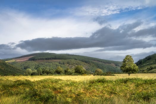 Green and golden brown ferns on a field with forest in background, lake Lough Dan in Wicklow Mountains, Ireland