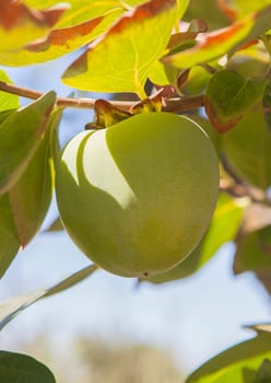Green little apples in branch. Granny Smith variety. Vegas Altas del Guadiana plantations, Badajoz, Spain