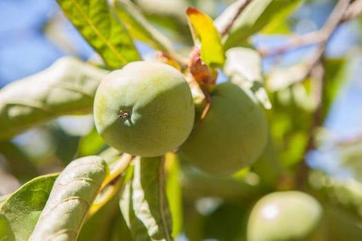 Green little apples in branch. Granny Smith variety. Vegas Altas del Guadiana plantations, Badajoz, Spain