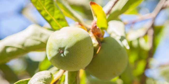 Green little apples in branch. Granny Smith variety. Vegas Altas del Guadiana plantations, Badajoz, Spain