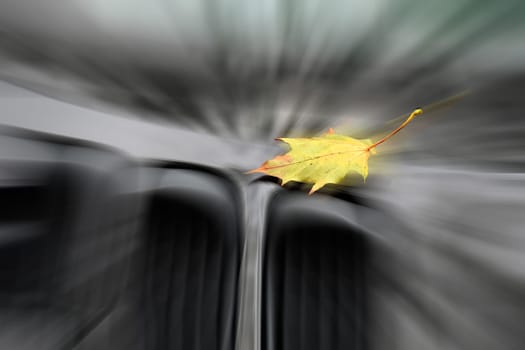 autumnal colored maple leaf on a car engine hood