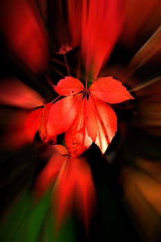 autumnal painted leaves, soft view with sharp center
