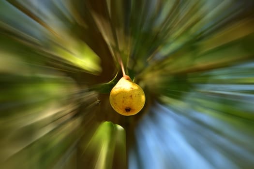 cider tree with ripe pear