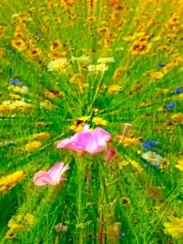 meadow with a lot of colored flowers in a soft-focus lens