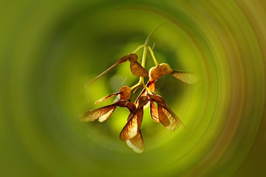 maple seeds in autumn on a tree with sharp center and blurred background