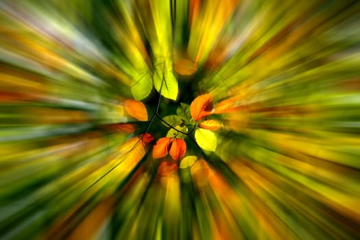 autumnal colored beech leaves on trees, center sharp, background blurred