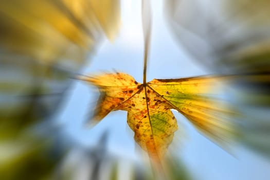 autumnal colored maple leaf in backlit, center sharp