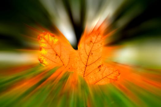 autumnal colored maple leaf in backlit, blurred with center in focus