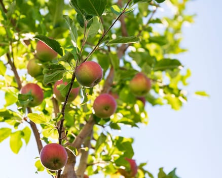 Red ripe apples on tree branch