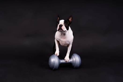 Boston terrier dog with dumbbell isolated on a black background