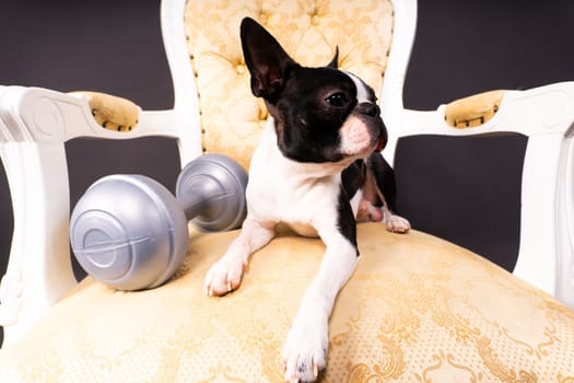 Boston terrier dog with dumbbell isolated on a black background