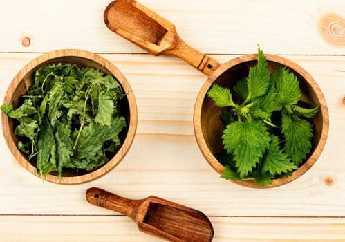 Raw and dried nettle leaves and wooden spoon. Medicinal plant. Herbal medicine.