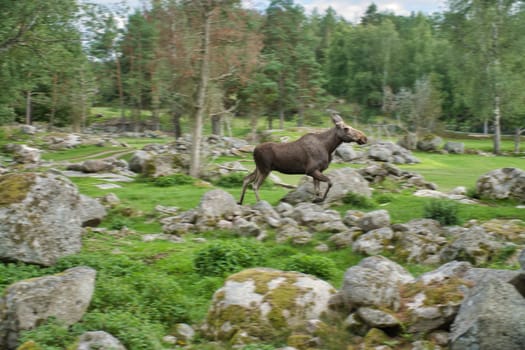 Moose in Scandinavia in the forest between trees and stones. King of the forests in Sweden. Largest mammal in Europe. Animal photo