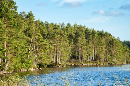 View of a lake in Smaland in Sweden. Blue water with light waves and reeds. Blue sky with veil clouds. Summer in nature in Scandinavia. Landscape photo