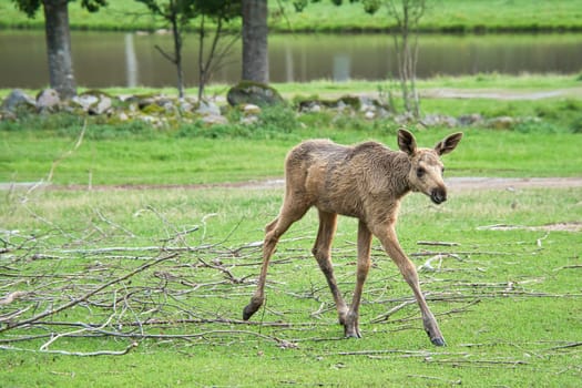 Moose baby in motion on a meadow. Young animal from the forest. King of the forest. Brown fur of the mammal. Animal photo from Scandinavia, Sweden