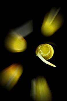 lentil sprouts, closeup of the germs, blurred with one sprout in focus