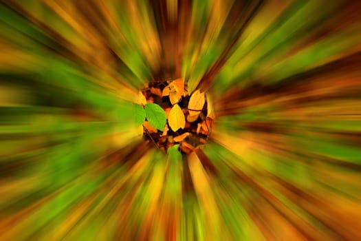 autumnal painted leaves, soft view with sharp center