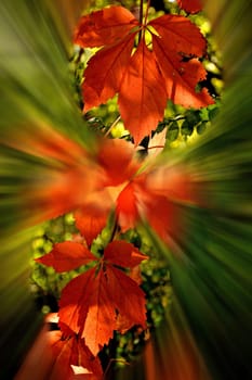 autumnal painted vine leaves, soft view with sharp center