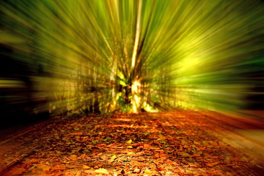 autumnal colored leaves on a forest way in backlit with blurred background