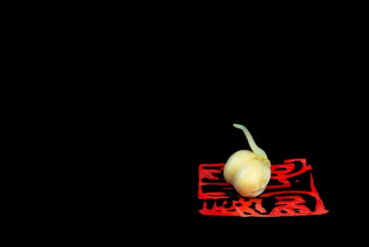 chick-pea sprout in a closeup