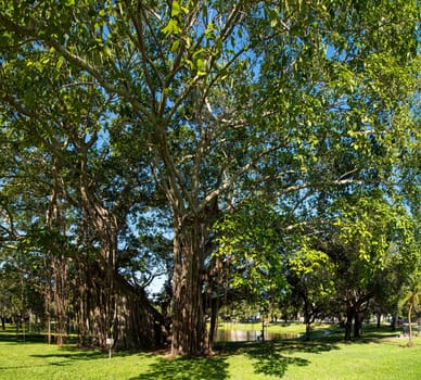 Beautiful old big mangrove tree in a park in St. Petersburg, Florida, USA