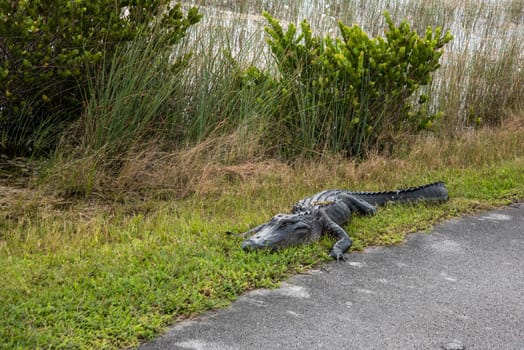 An alligator sleeping in the grass, Everglades National Park, USA
