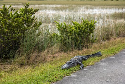 An alligator sleeping in the grass, Everglades National Park, USA