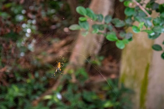A Golden Silk Spider waiting for pres, Everglades NP, USA