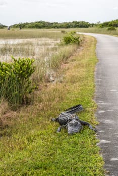 An alligator sleeping in the grass, Everglades National Park, USA