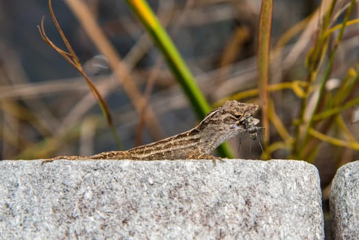 Small lizard with a big prey in his mouth, Everglades NP, USA
