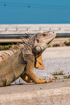 Beautiful big Iguana lizard in the Florida Keys, USA